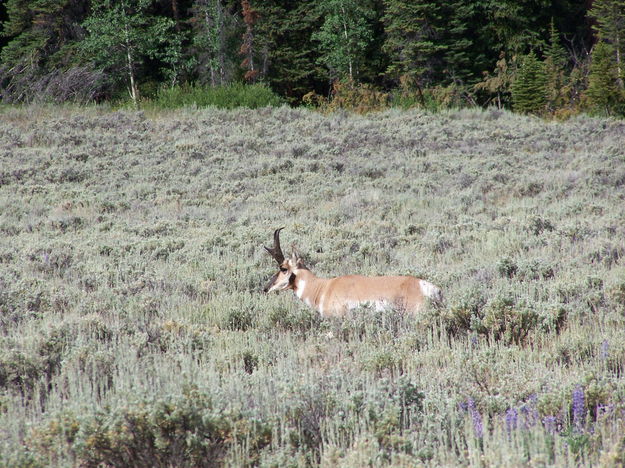 A pronghorn feeding. Photo by Scott Almdale.