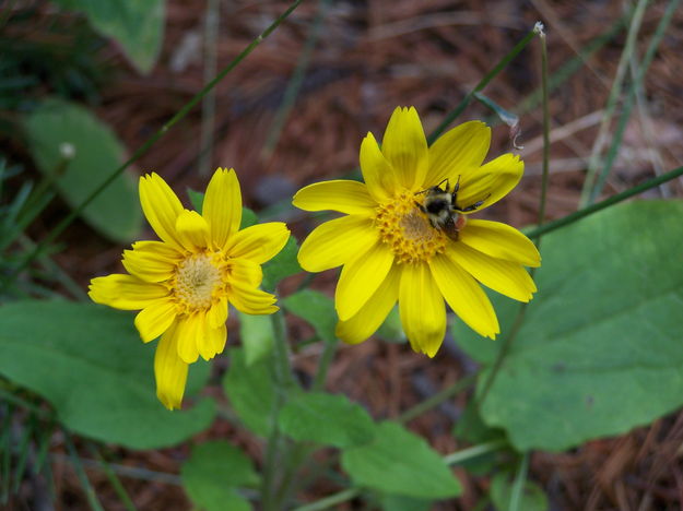 Mules' Ears and a bee. Photo by Scott Almdale.