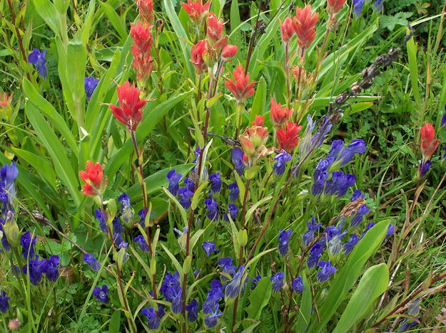 Giant Red Paintbrush & Explorer's Gentian. Photo by Scott Almdale.