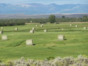 August Haying Time. Photo by Scott Almdale.