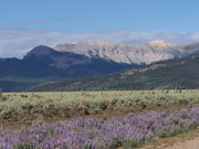 Wyoming Range lupines. Photo by Scott Almdale.