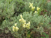 Sulphur Paintbrush & sage brush. Photo by Scott Almdale.