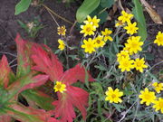 Stemless Hymenoxys & hint of autumn. Photo by Scott Almdale.