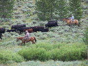 Cowboys & cattle driving. Photo by Scott Almdale.