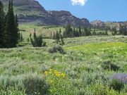 wild flowers on the trail. Photo by Scott Almdale.