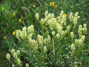 rare white Indian Brush flowers. Photo by Scott Almdale.