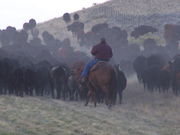 Historic Cattle Drive & Dramatic Sky