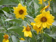 Spring Wildflowers