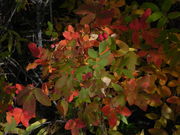 Understory Autumn Glow