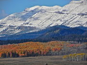 Few aspens left with good fall color
