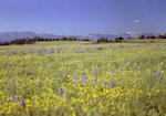 Wildflower field