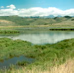 Soda Lake Wetland Area