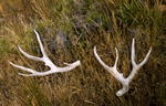 Antler Hunting