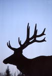 Bull elk. NPS photo.