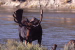 Bull moose. NPS photo.