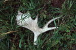 Moose antler shed. NPS photo.