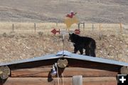 There's a bear cub on the roof!