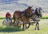 Haying with horses. Photo by Barbara Ellwood, July 24, 2010.