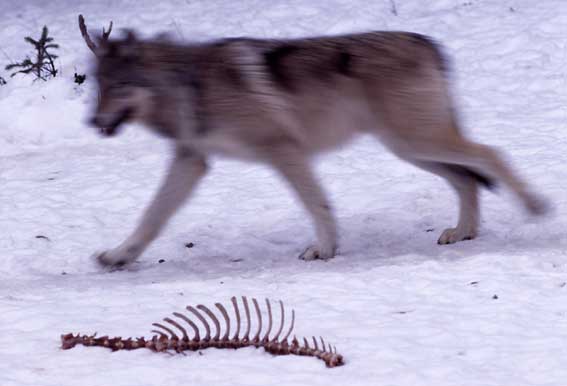 Wolf in Yellowstone National Park.  Photo by Jim Peaco., National Park Service.