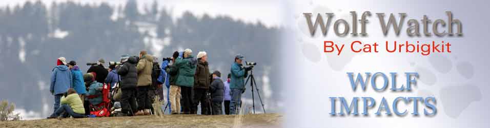 Wolf Watch, by Cat Urbigkit, Pinedale Online! NPS Photo.