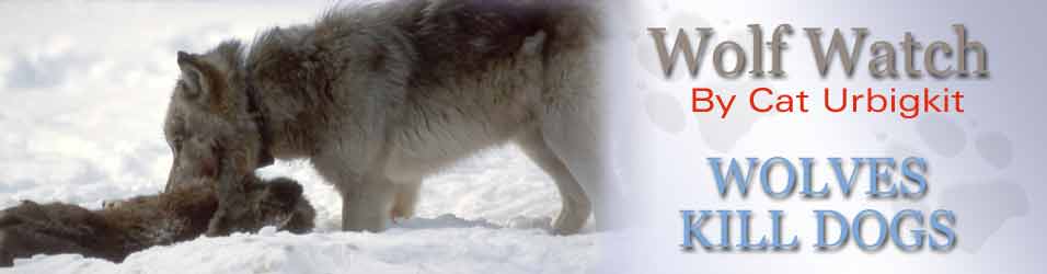 Wolf Watch, by Cat Urbigkit, Pinedale Online! NPS Photo. (This is a captive Yellowstone wolf feeding on a carcass which has been thrown into the wolf enclosure. This wolf is not eating a dog.)