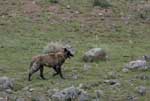 Wolf in summer. NPS photo.