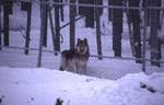 Captive wolf. NPS photo.