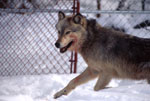 Captive wolf. NPS photo.