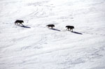 Wolf pack from the air in winter snow. NPS photo.