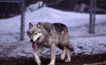 Captive wolf. NPS photo.