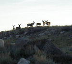 Deer sillouetted on ridge near Fremont Lake