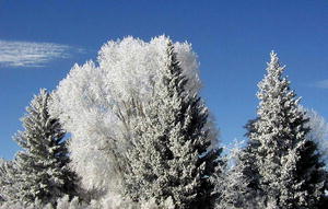 Frosty trees