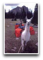 Two of Mr. Pauly's llamas. Photo from the High Plains Llamas web site.