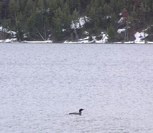 Loon. Photo by Pinedale Online.