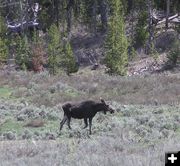 Moose along the way. Photo by Pinedale Online.