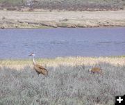 Sandhill Cranes. Photo by Pinedale Online.