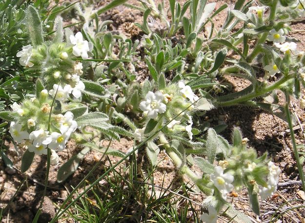 Cryptantha. Photo by Pinedale Online.