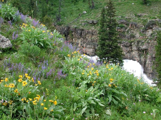 Flowers near Granite Falls. Photo by Pinedale Online.