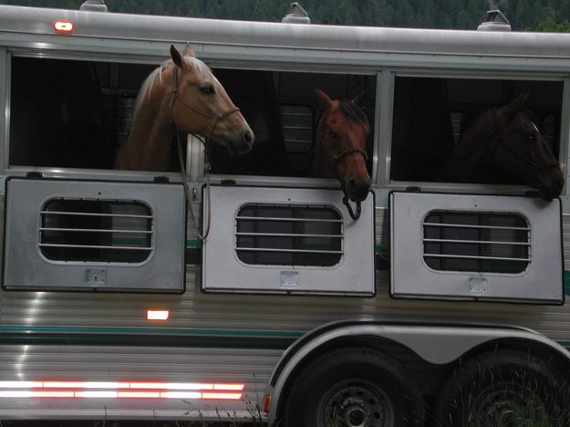 Horses Waiting at Trailhead. Photo by Pinedale Online.