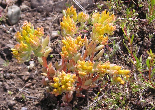 Stonecrop. Photo by Pinedale Online.