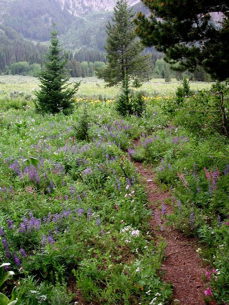 Trail Flowers. Photo by Pinedale Online.