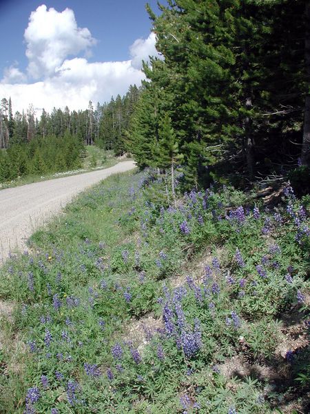 Lupine Along Road. Photo by Pinedale Online.