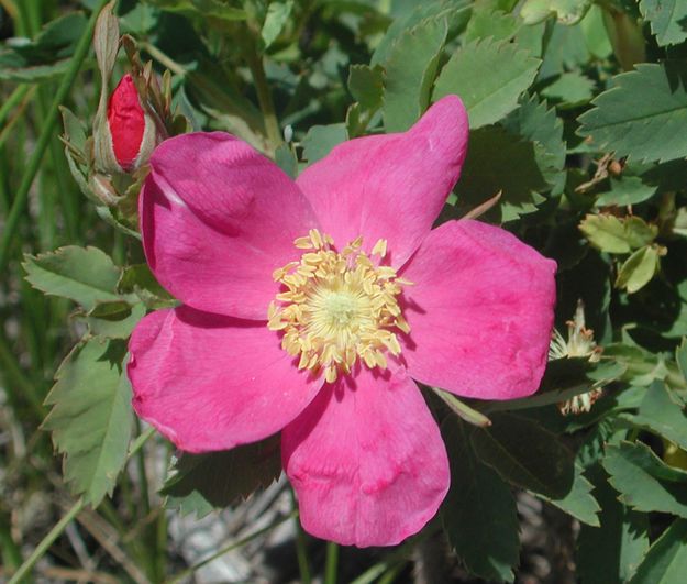 Wild Rose. Photo by Pinedale Online.