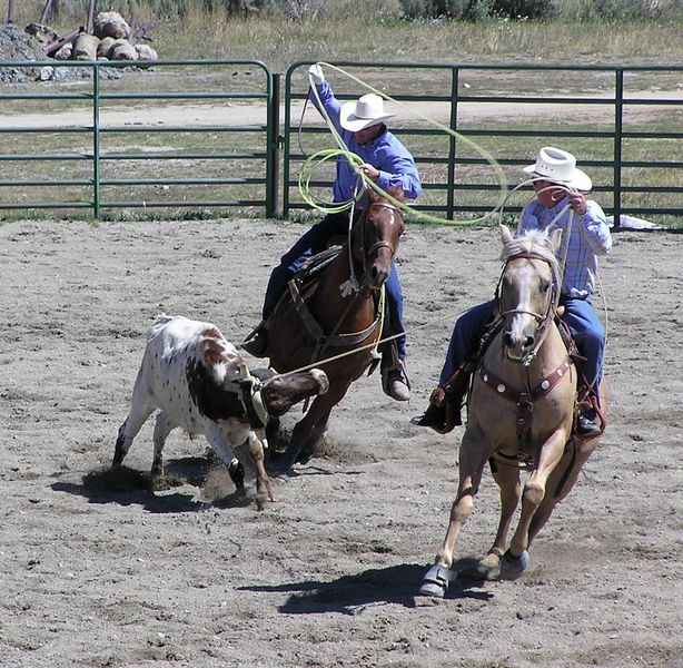 Heeler throw. Photo by Pinedale Online.
