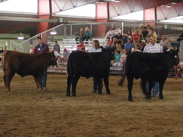 Open Angus Show. Photo by Pinedale Online.