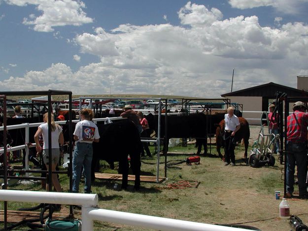 Preparing Show Steers. Photo by Pinedale Online.