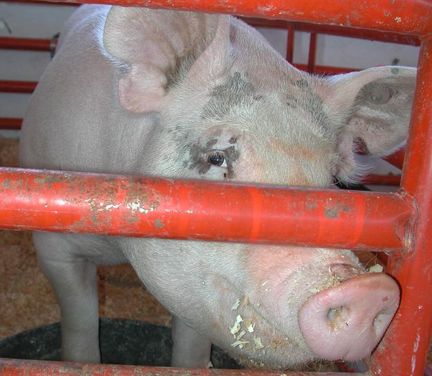 Show Pig. Photo by Pinedale Online.