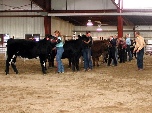 Steer Judging. Photo by Pinedale Online.