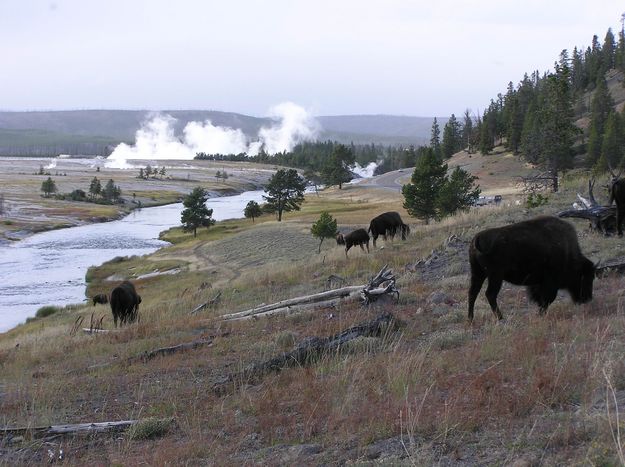 Bison at Yellowstone. Photo by Pinedale Online.