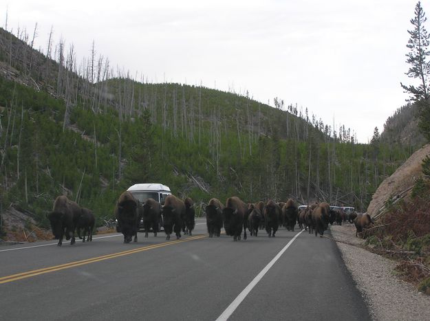 Bison traffic jam. Photo by Pinedale Online.